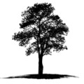 tree_icons_oak